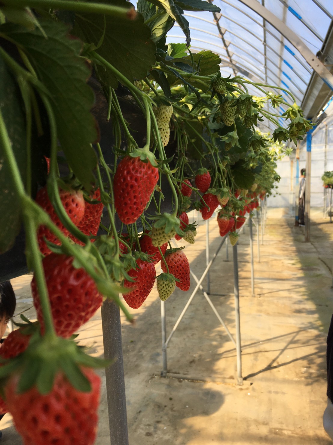 いちご狩り🍓