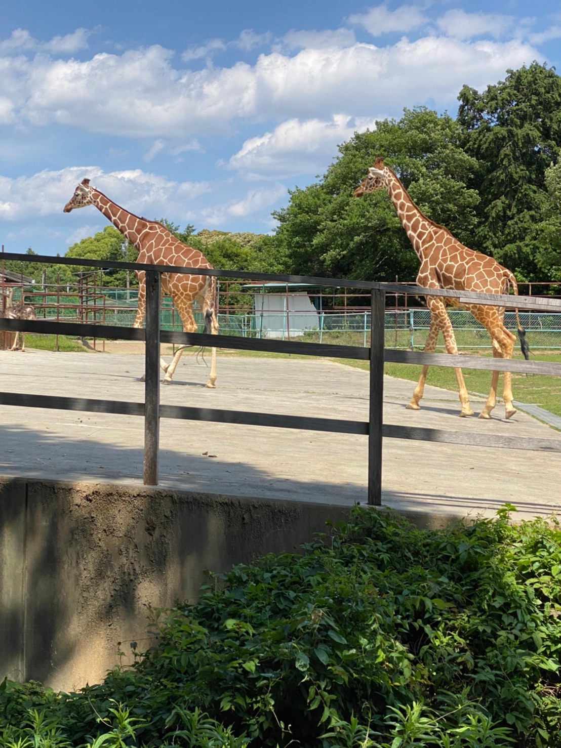 🐯浜松動物園におでかけ🐒～浜北教室～