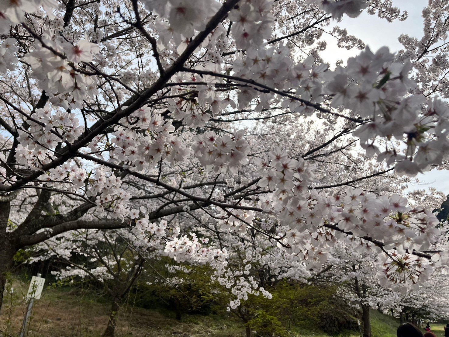 🌸4月の様子🌸～ジュニア～